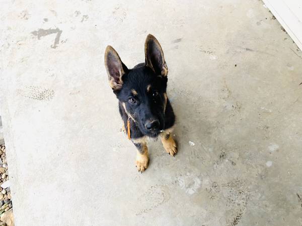 AKC Female GSD Puppy German Working Line – $1200