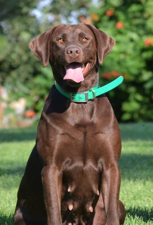 AKC Chocolate Lab Puppies!