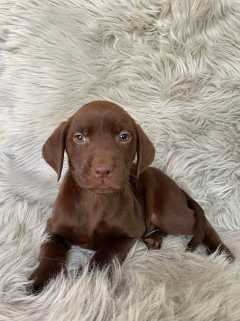 Chocolate lab puppies