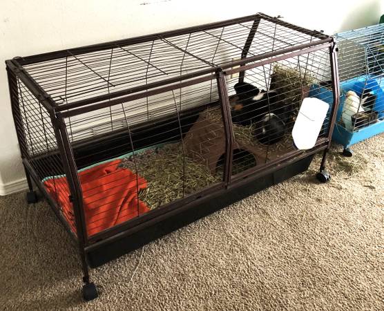 Rehoming for small fee, 4 guinea pigs, 2 cages and supplies