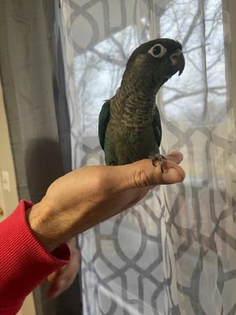 Green Cheek Conure