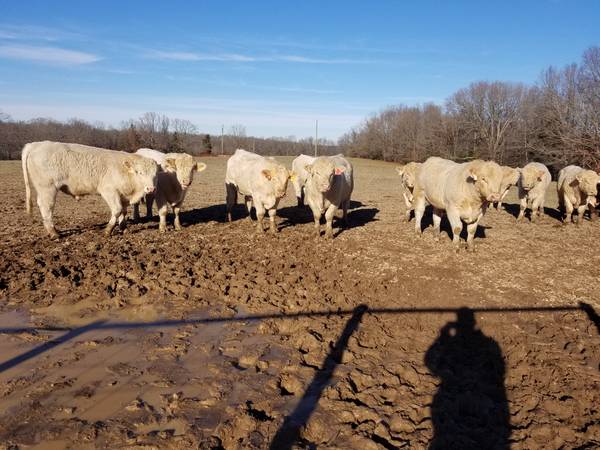 Charolais Bulls