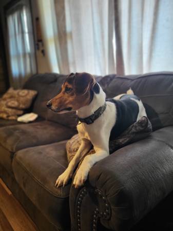 Male rat terrier