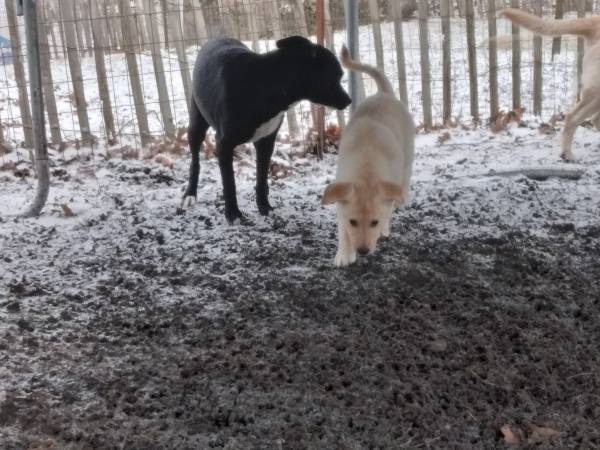 Mix puppy lab white husky