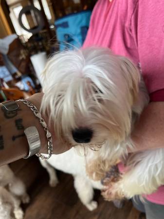 Beautiful, white (parti) purebred, Yorkshire terrier puppy