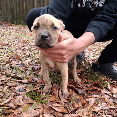 CKC Pitbull/American Bully