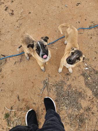 2 st bernard/german shepard pups