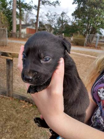 Lab/heeler Puppies