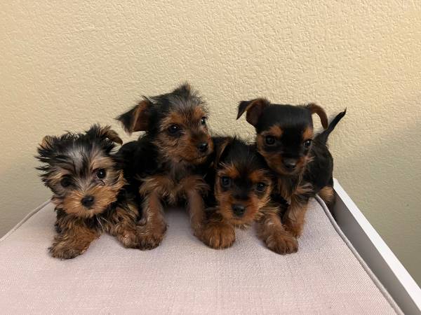 Yorkie puppies