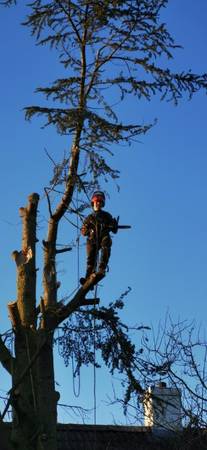 LOCAL TREE SERVICE