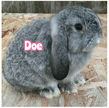 Adorable Holland Lop Bunnies – Pets Only!