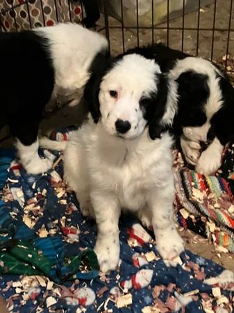 Springer Basset puppies