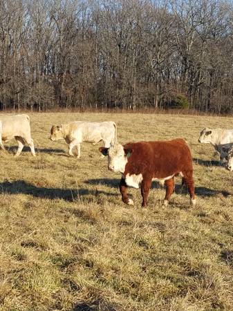 Hereford Bulls