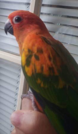 Sun Conures red factors