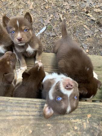 Blue eyed Husky