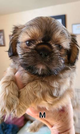 Shih Tzu/Pekingese puppies