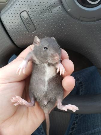 Fin (male rat)