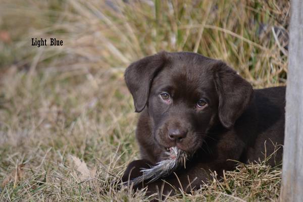 AKC Chocolate Lab Puppies!