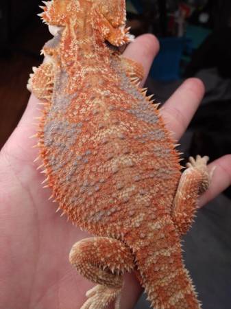 Bearded dragon