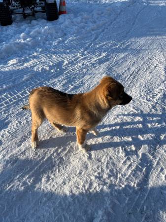 Rehoming German Shepherd/Red Heeler Puppies