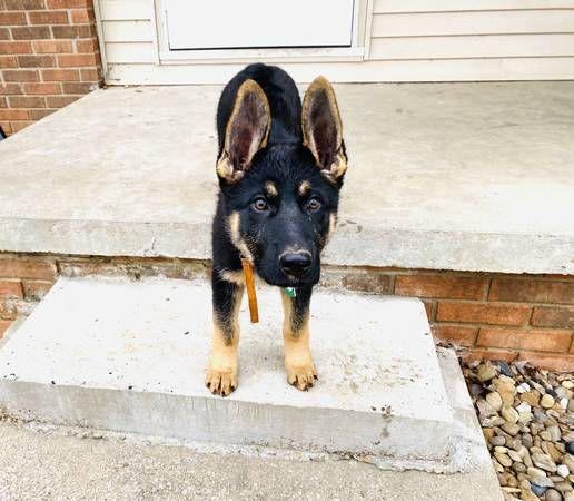 AKC Female GSD Puppy German Working Line – $1200