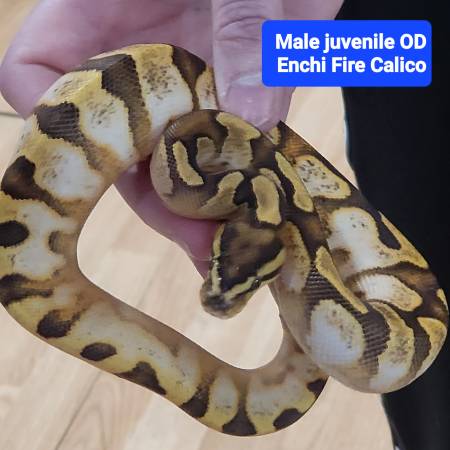 3 ball pythons for rehome