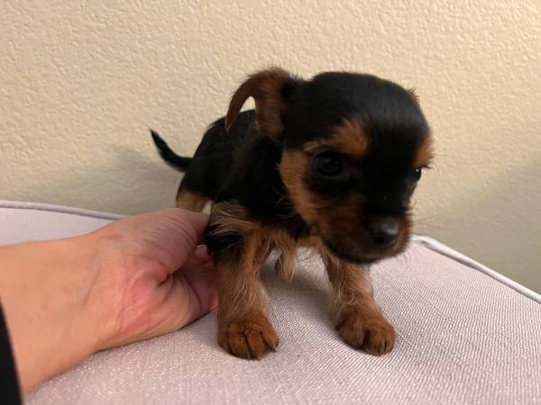 Yorkie puppies