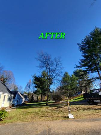 Tree Removal & Trimming Services/ Fall leaf Clean up