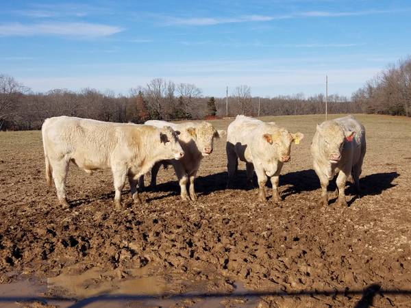 Charolais Bulls