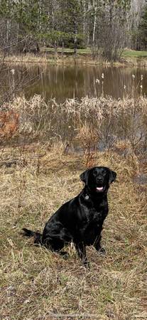 purebred intact male Black Lab $150