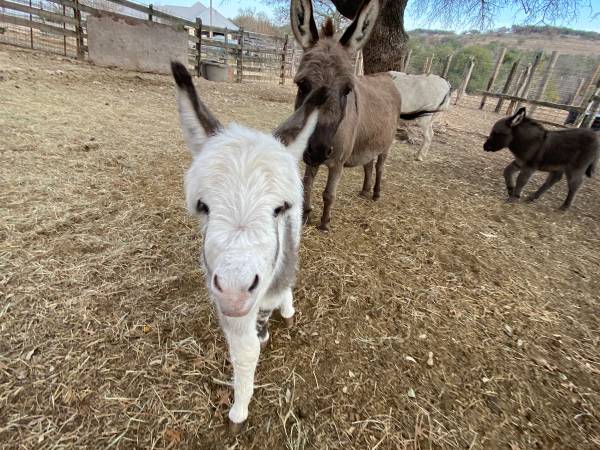 Baby Miniature Donkey Female