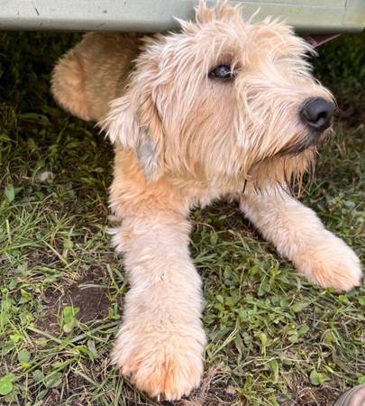 soft coated wheaten