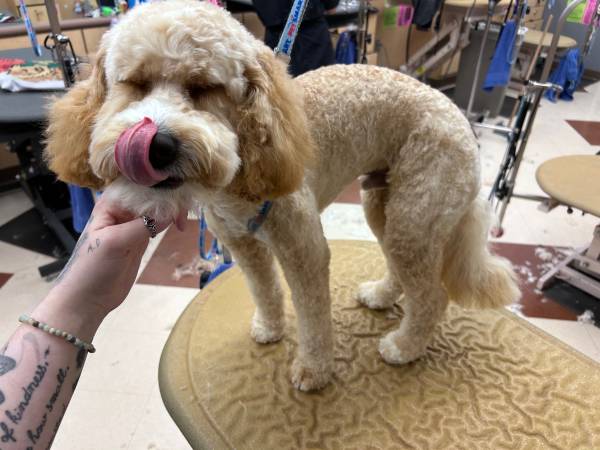 Dog groomer in need of new clientele!