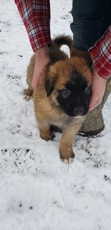 Mixed Puppies