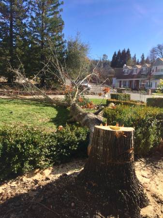 Tree Removal -Arborist- Hazardous Tree