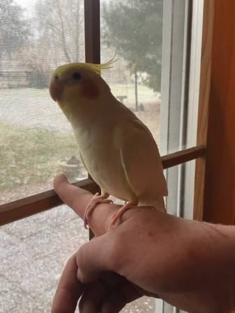 Cockatiel Parrot