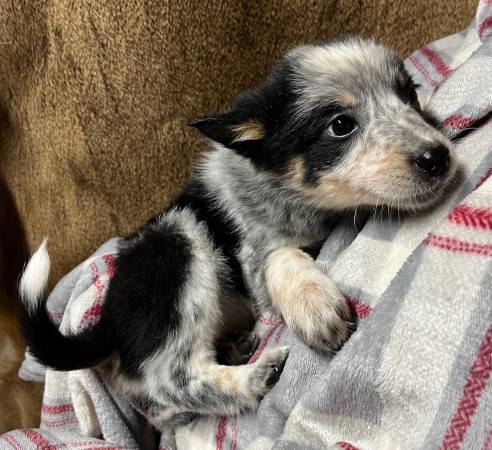 Rescue litter lab/shepherd puppies and mini Aussie/heelers