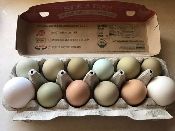 Farm Fresh Chicken Eggs