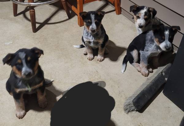 Male Heeler Pups