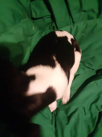 Miniature rat terriers