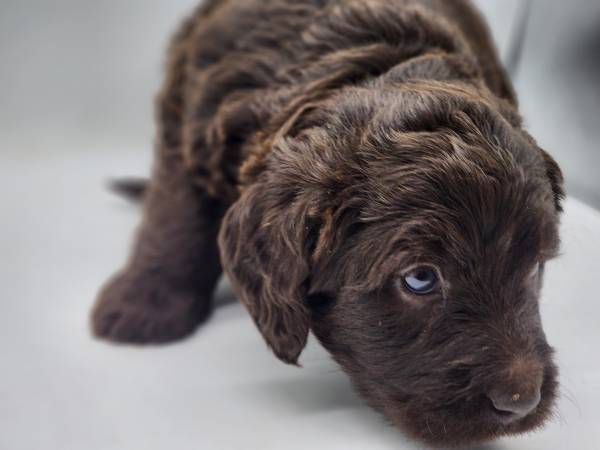 Labradoodles