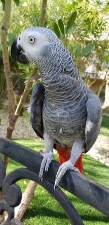 Missing African Grey Parrot