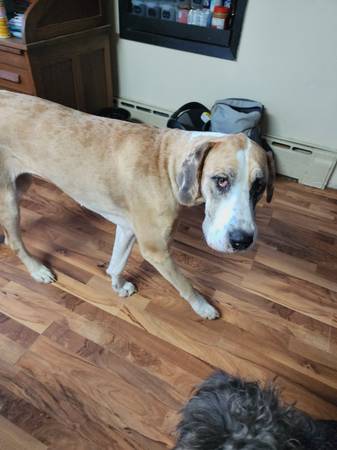 Shy Great Dane looking for forever home