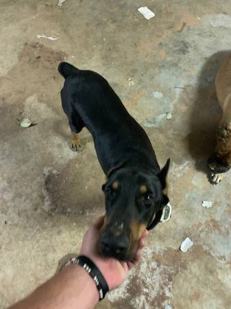 Free Mastiff and Doberman