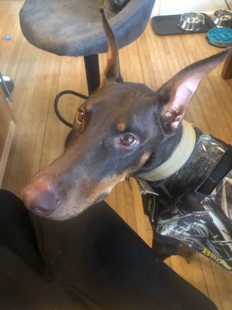 ten month brown and tan doberman