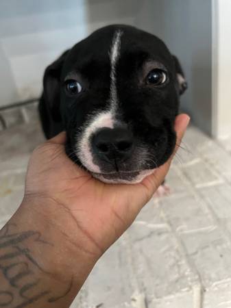 4 month old american bully and Staffordshire terrier pit