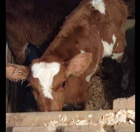 Bottle baby calves