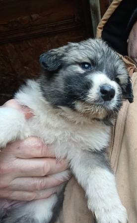 Great Pyrenees puppies