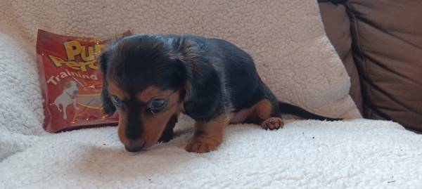 Miniature Dachshund puppy