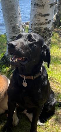 purebred intact male Black Lab $150